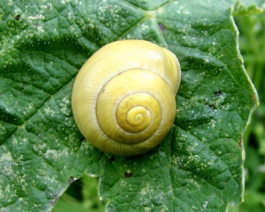 snail